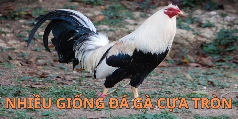 Nhiều giống gà có thể tham gia đá gà cựa tròn