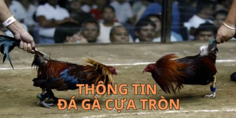 Một số thông tin cơ bản nhất của đá gà cựa tròn